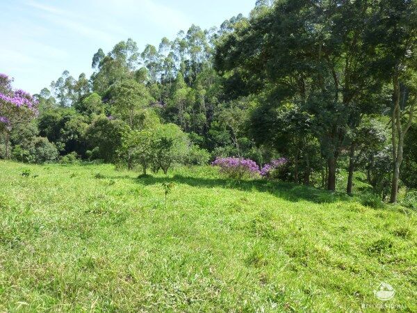 Sítio, 48 hectares - Foto 22