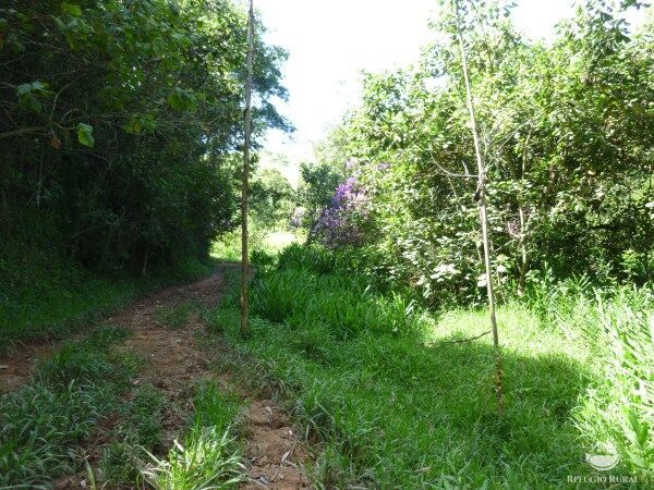 Sítio, 48 hectares - Foto 15