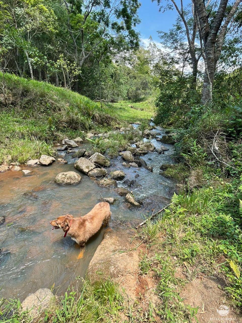 Sítio, 48 hectares - Foto 30
