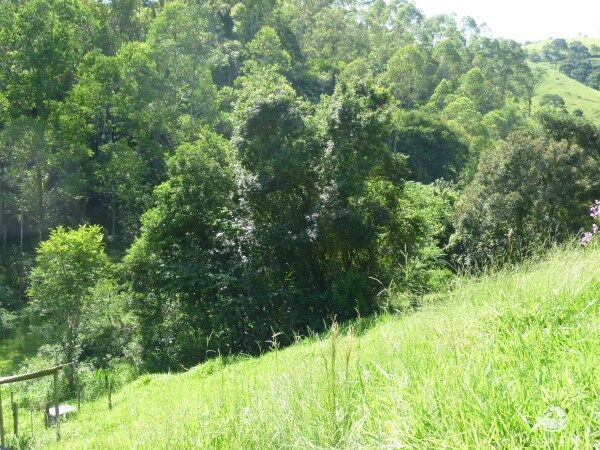 Sítio, 48 hectares - Foto 24