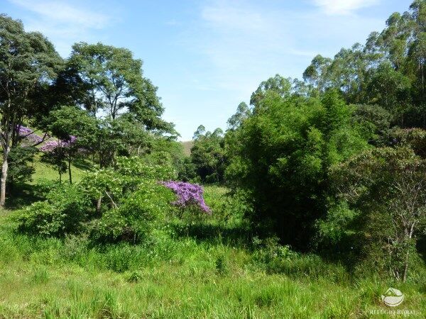 Sítio, 48 hectares - Foto 17