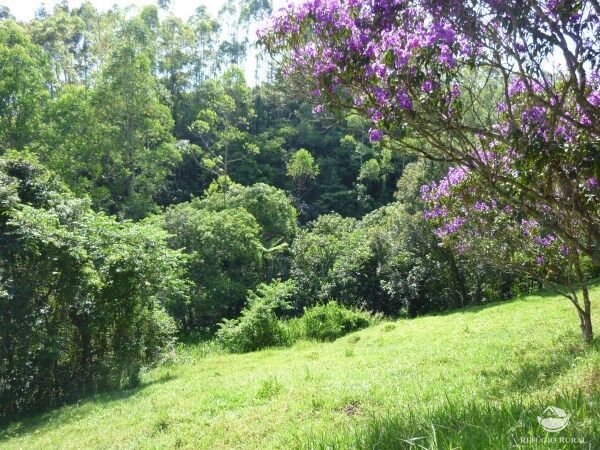 Sítio, 48 hectares - Foto 21