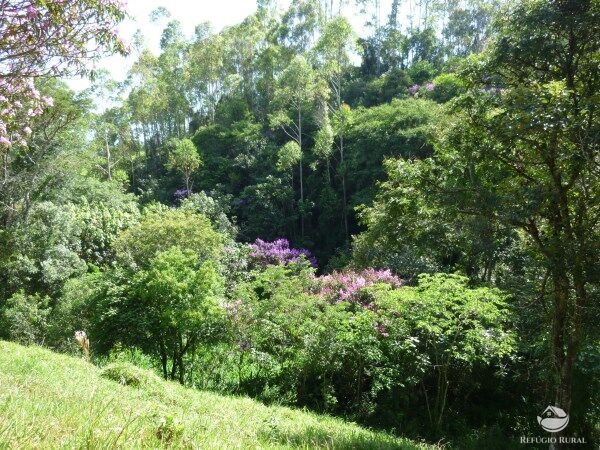 Sítio, 48 hectares - Foto 20