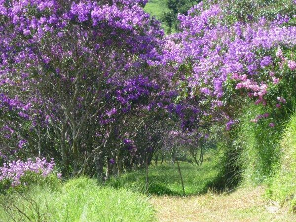 Sítio, 48 hectares - Foto 28