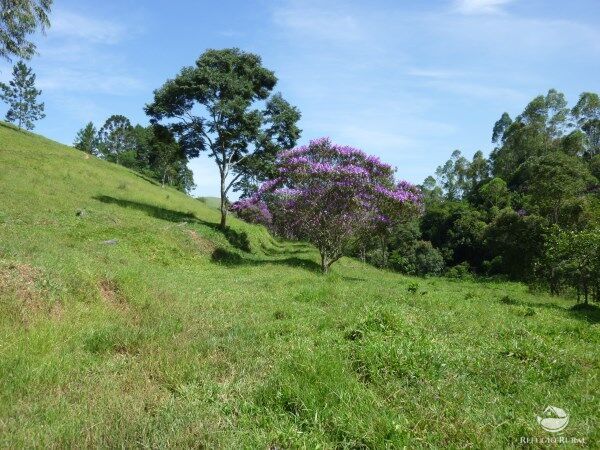Sítio, 48 hectares - Foto 19