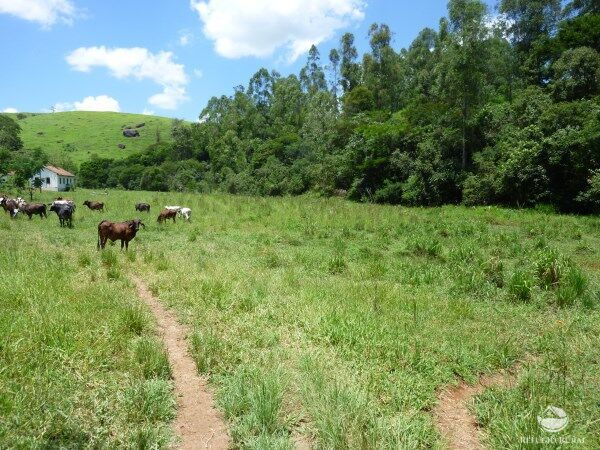 Sítio, 48 hectares - Foto 10
