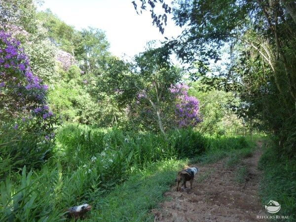 Sítio, 48 hectares - Foto 14