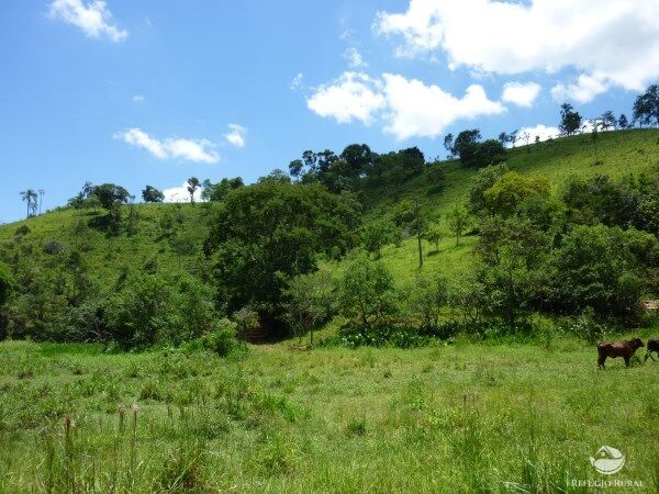Sítio, 48 hectares - Foto 8