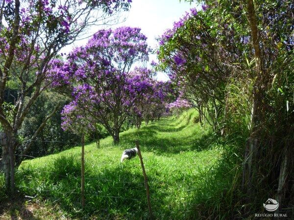 Sítio, 48 hectares - Foto 23