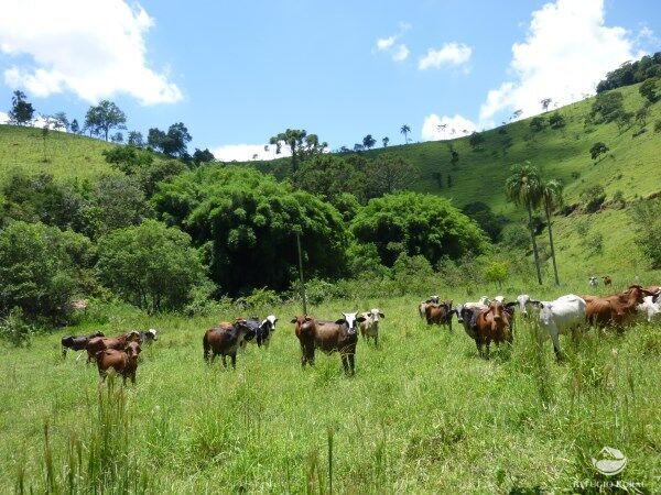 Sítio, 48 hectares - Foto 9