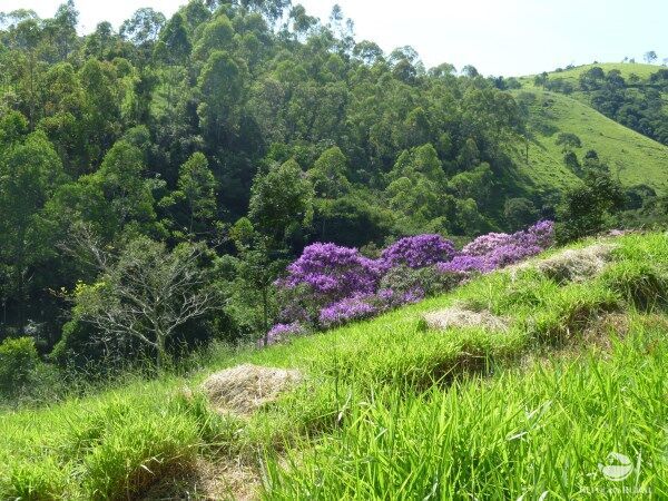 Sítio, 48 hectares - Foto 31