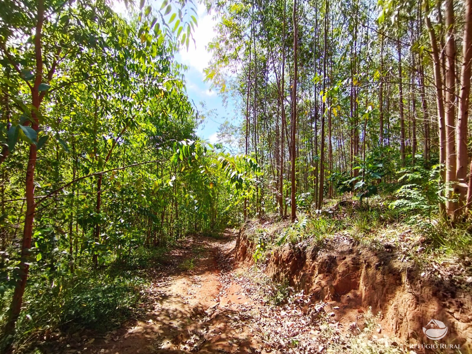 Fazenda à venda com 1 quarto, 580800m² - Foto 4