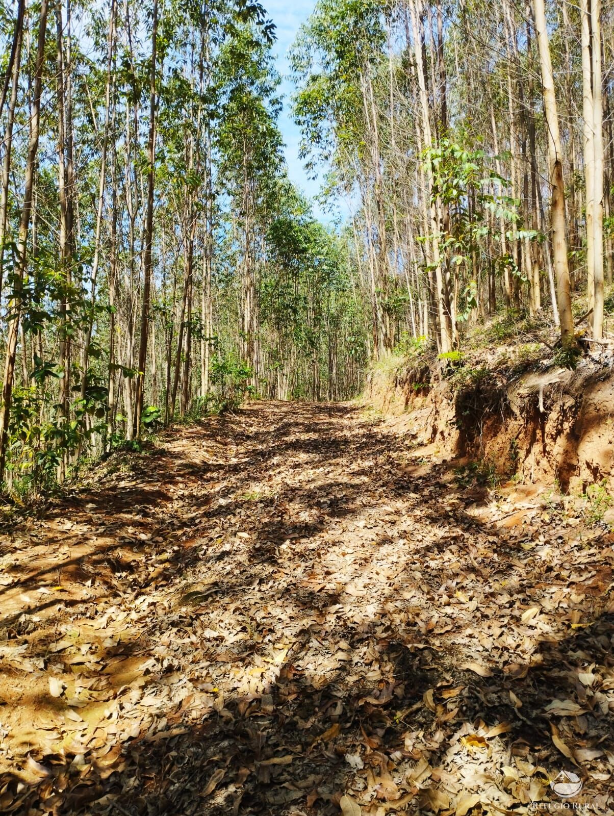 Fazenda à venda com 1 quarto, 580800m² - Foto 3