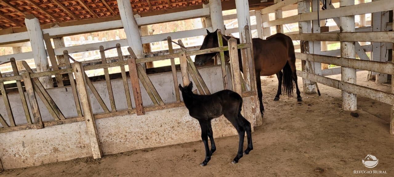 Sítio à venda com 3 quartos, 450000m² - Foto 41