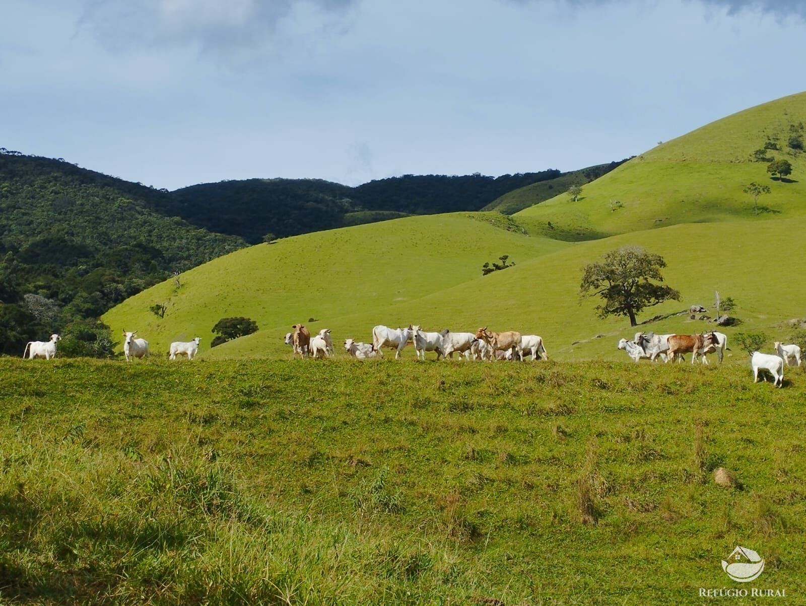 Fazenda à venda com 1 quarto, 2420000m² - Foto 4