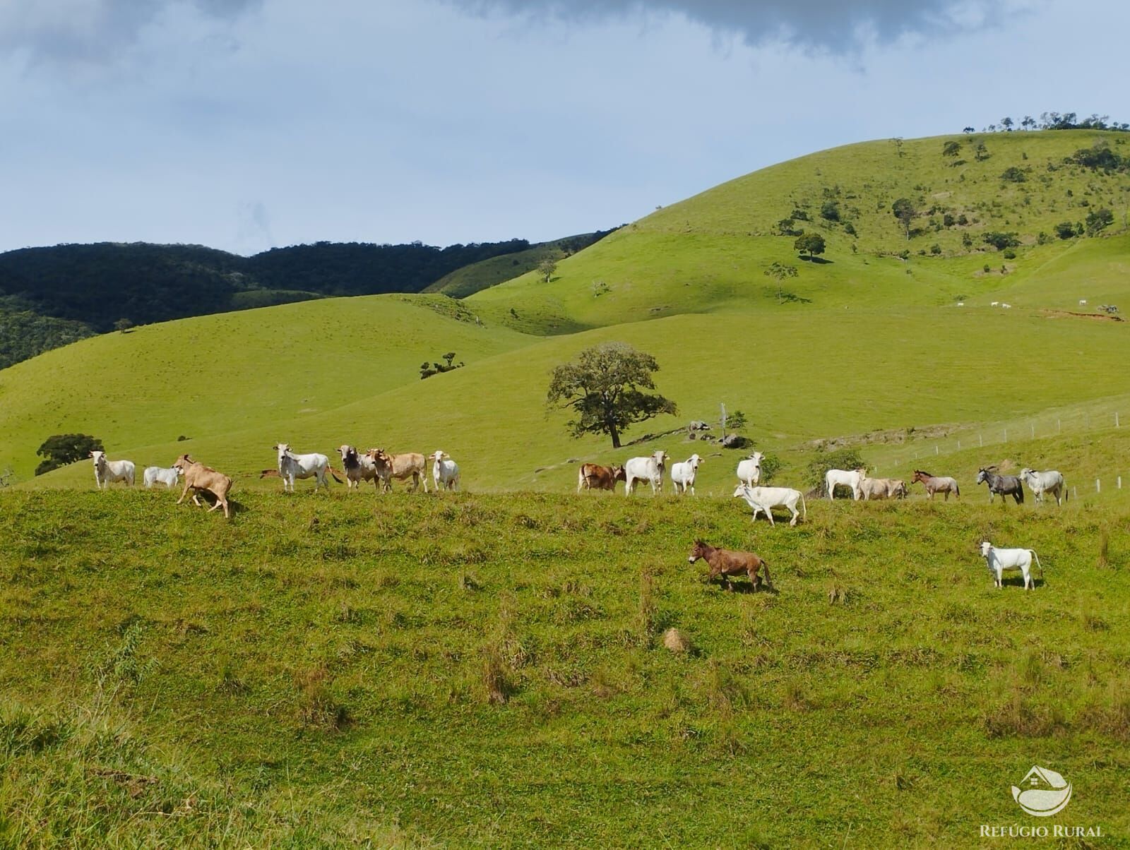 Fazenda à venda com 1 quarto, 2420000m² - Foto 8