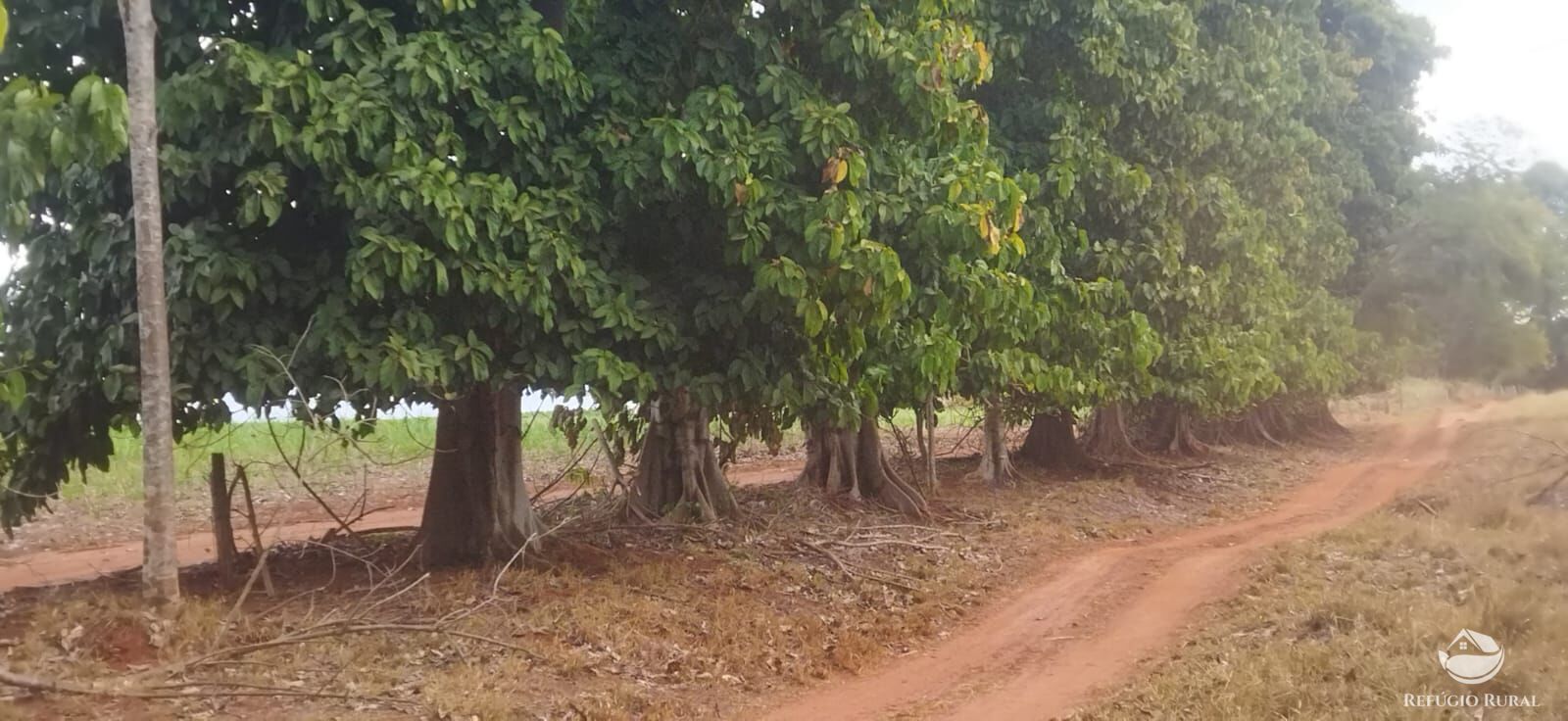 Fazenda em Frutal/Minas Gerais — Ref XDB6GF — Imagem 41