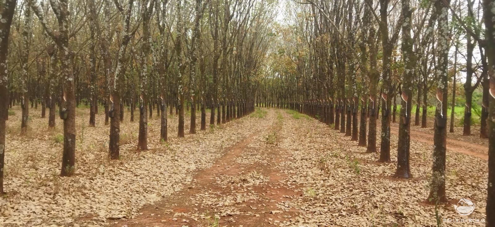 Fazenda, 143264 hectares - Foto 2