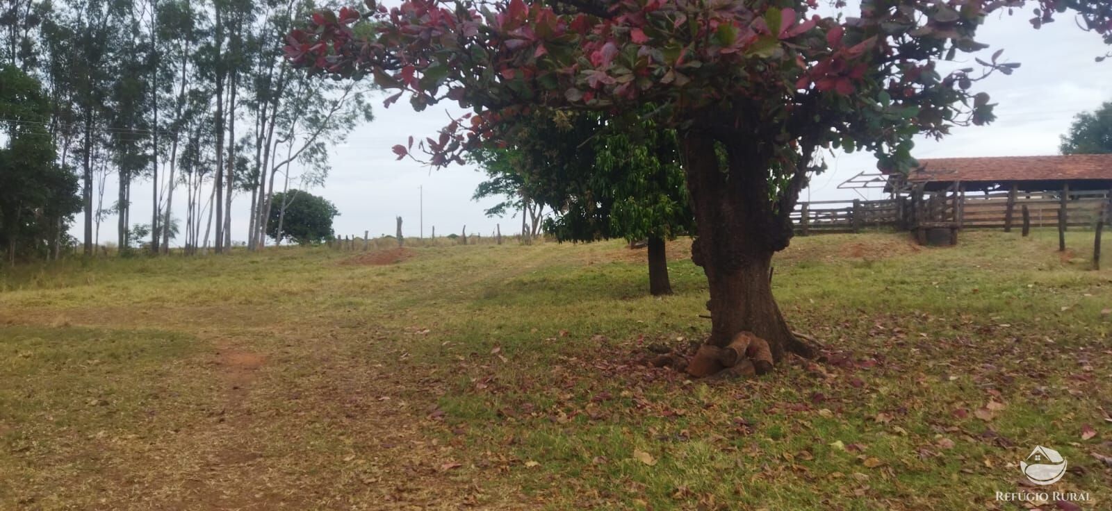 Fazenda em Frutal/Minas Gerais — Ref XDB6GF — Imagem 18