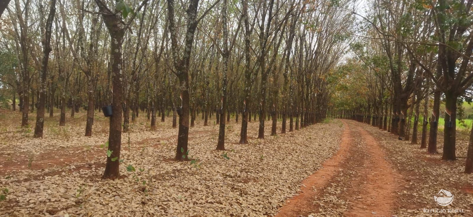 Fazenda, 143264 hectares - Foto 3