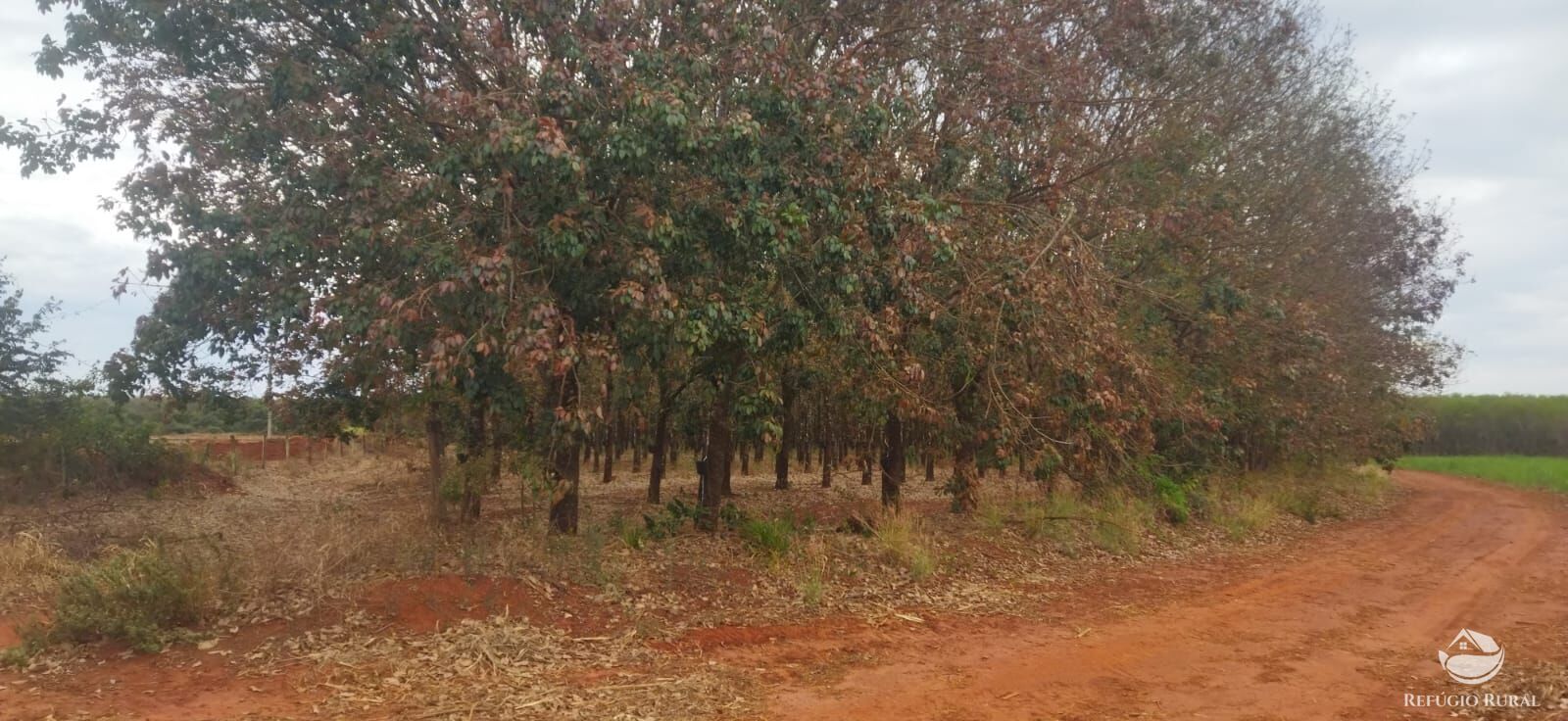 Fazenda, 143264 hectares - Foto 4