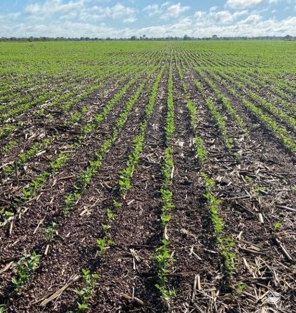 Fazenda à venda com 2 quartos, 28000000m² - Foto 7