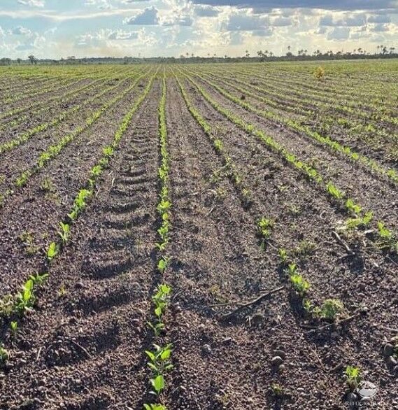 Fazenda à venda com 2 quartos, 28000000m² - Foto 4