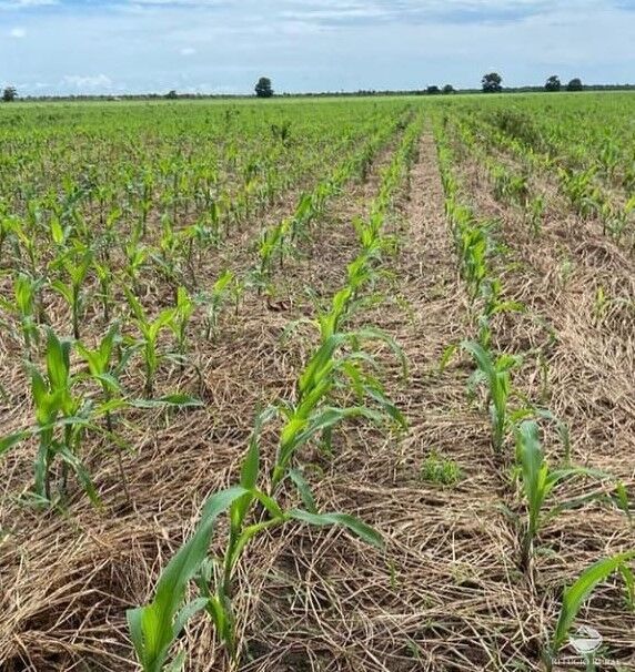 Fazenda à venda com 2 quartos, 28000000m² - Foto 10