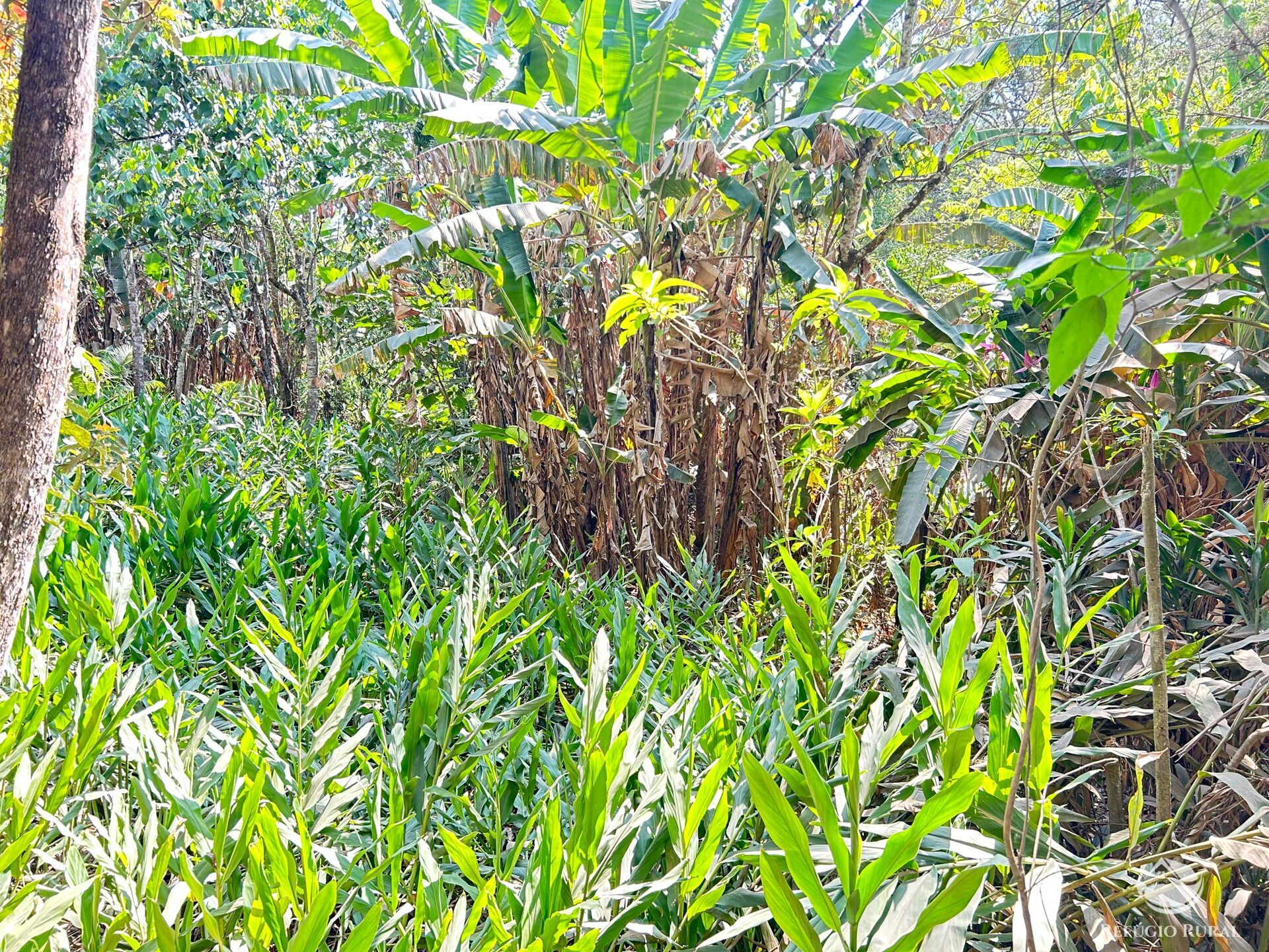 Fazenda à venda com 3 quartos, 20000m² - Foto 16