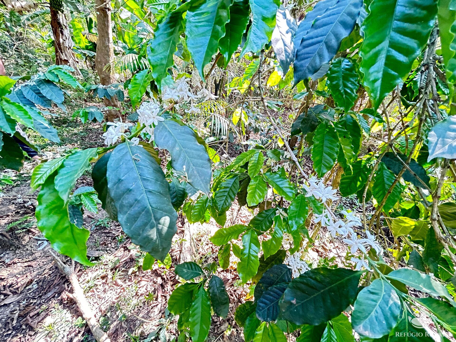 Fazenda à venda com 3 quartos, 20000m² - Foto 40