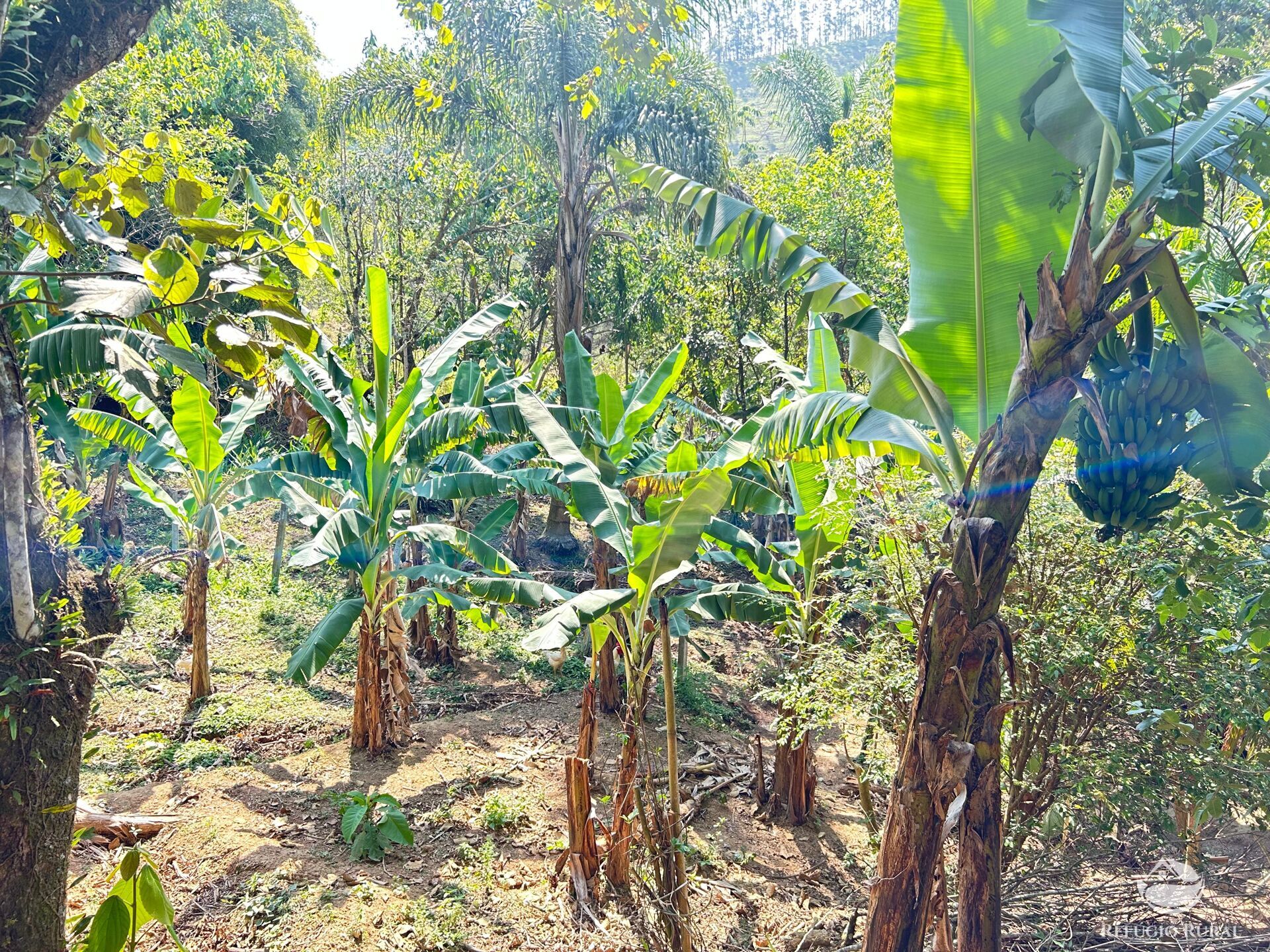 Fazenda à venda com 3 quartos, 20000m² - Foto 20