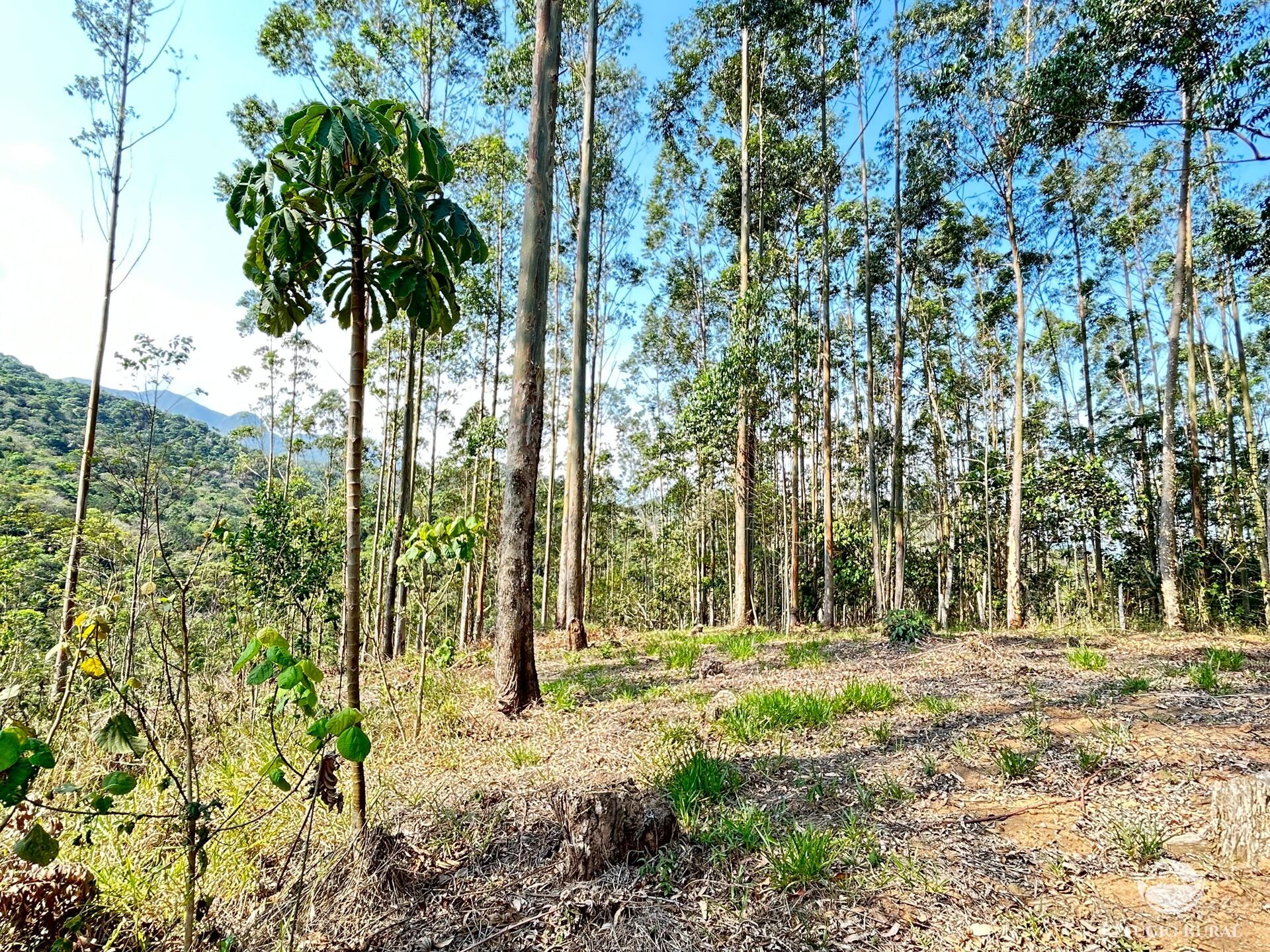 Fazenda à venda com 3 quartos, 20000m² - Foto 28