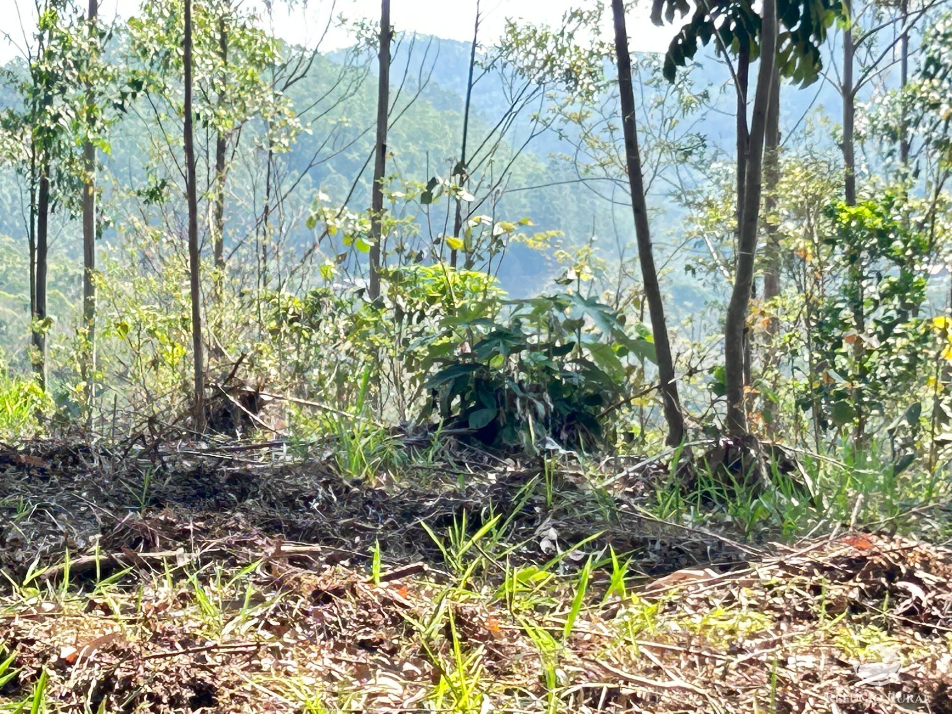 Fazenda à venda com 3 quartos, 20000m² - Foto 44