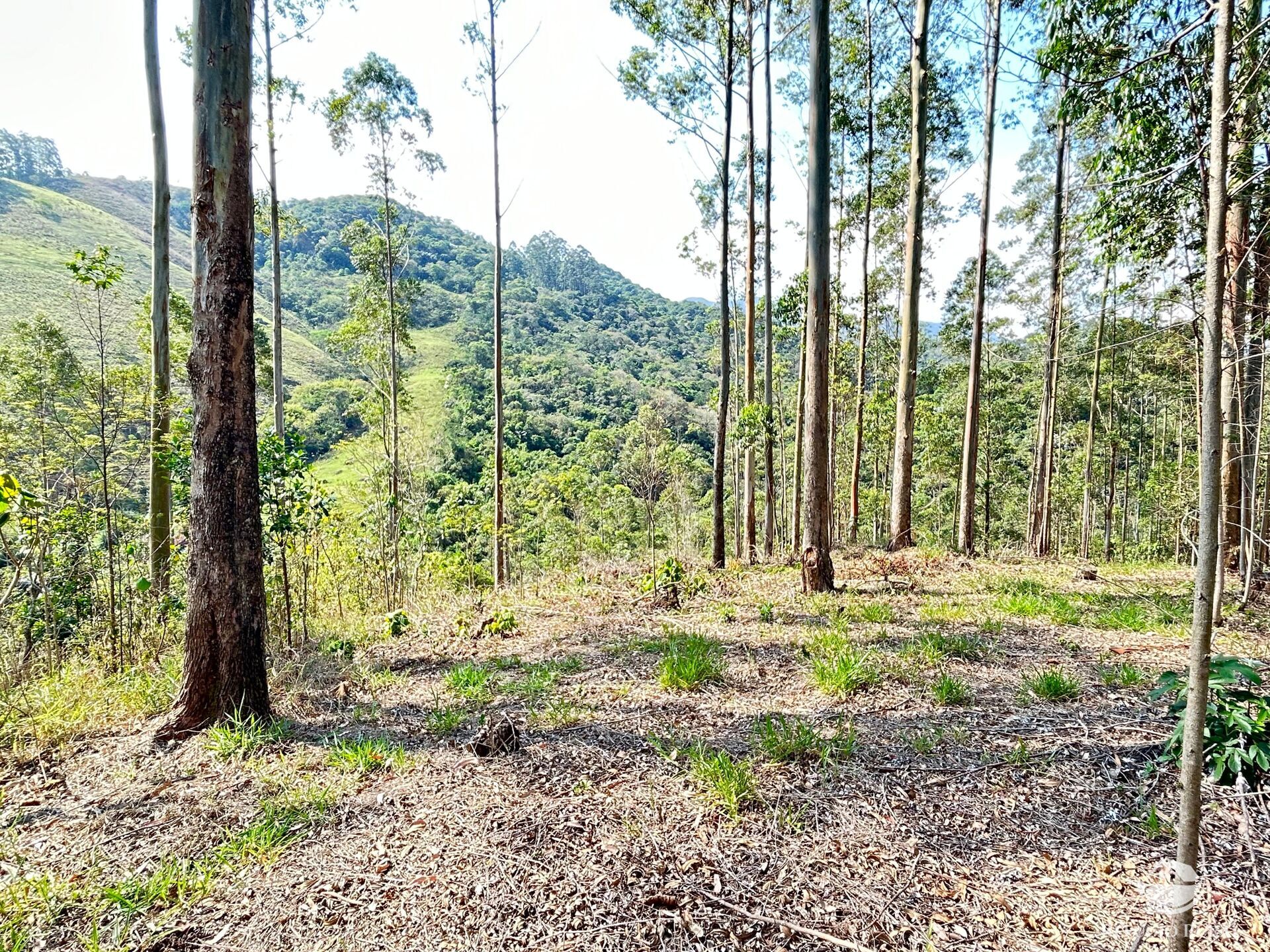 Fazenda à venda com 3 quartos, 20000m² - Foto 8