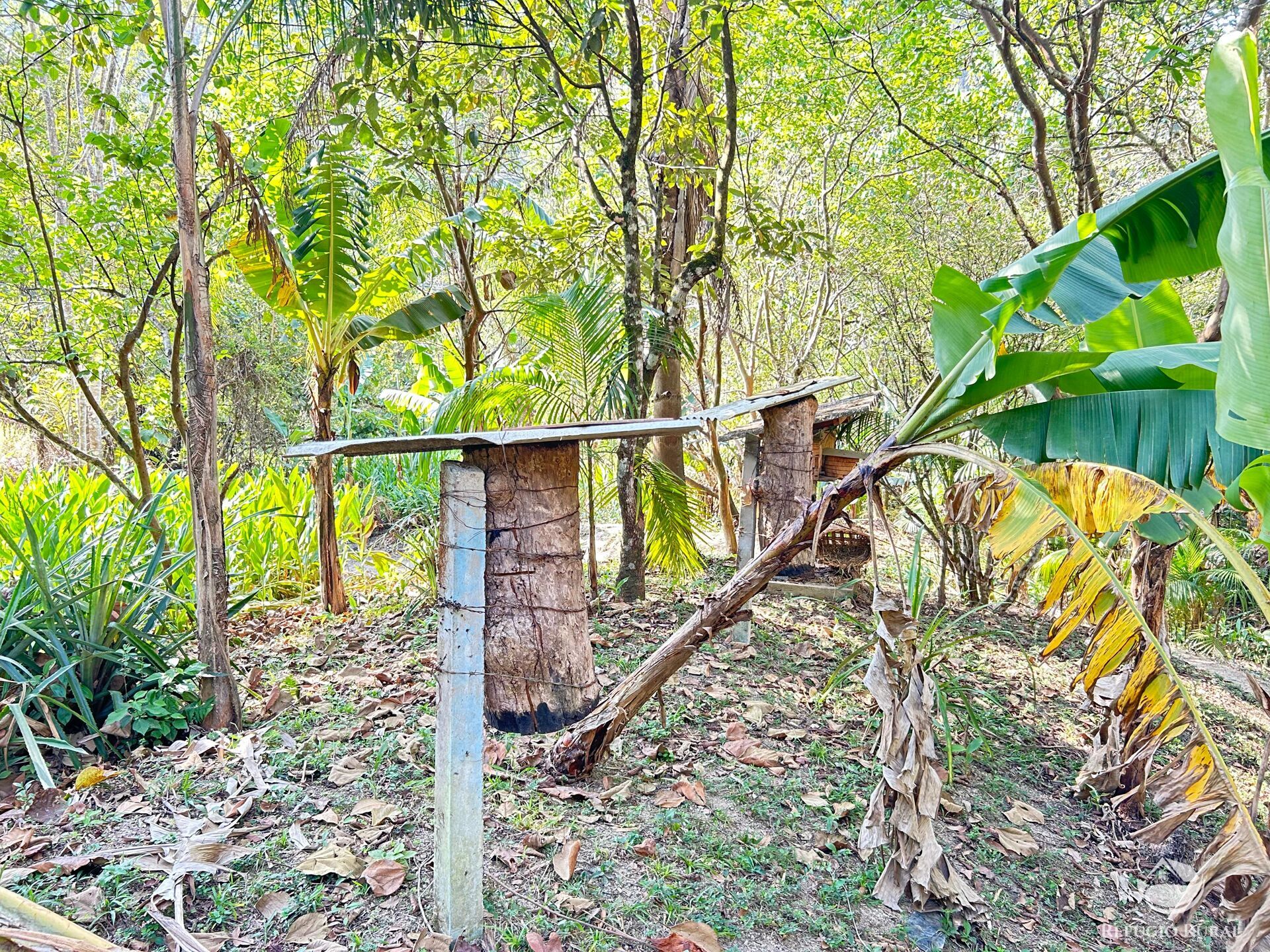 Fazenda à venda com 3 quartos, 20000m² - Foto 13