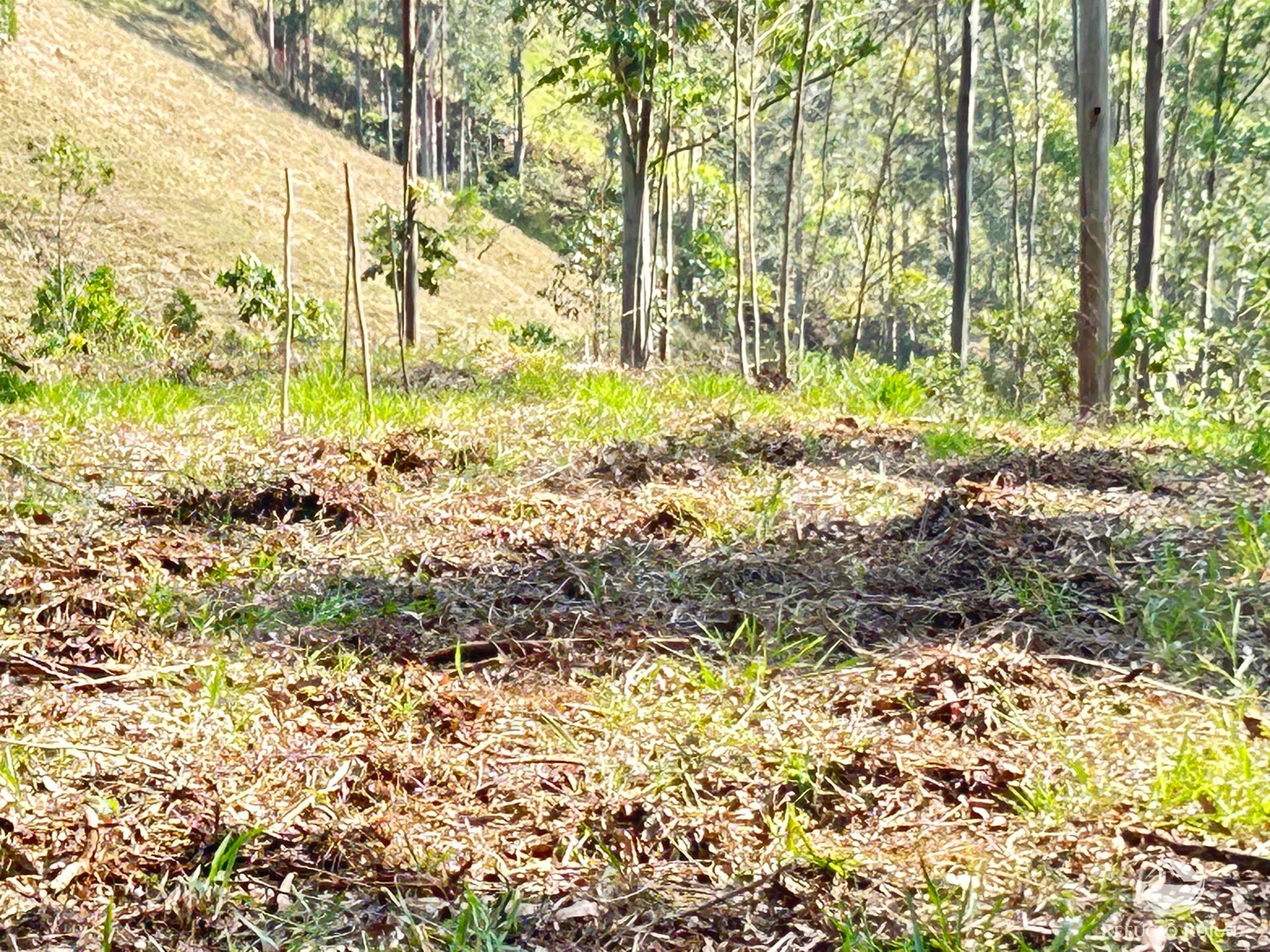 Fazenda à venda com 3 quartos, 20000m² - Foto 21