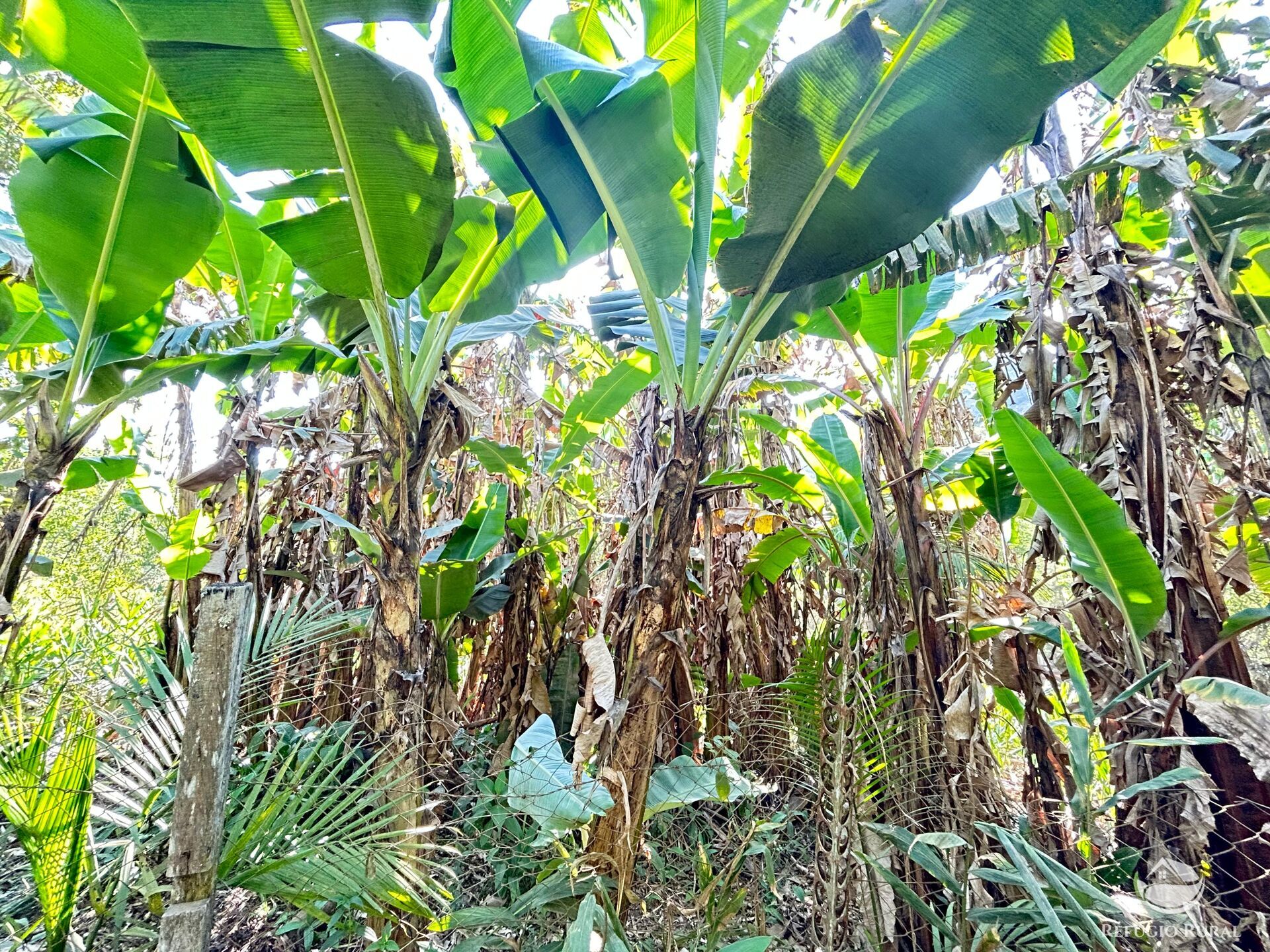 Fazenda à venda com 3 quartos, 20000m² - Foto 37