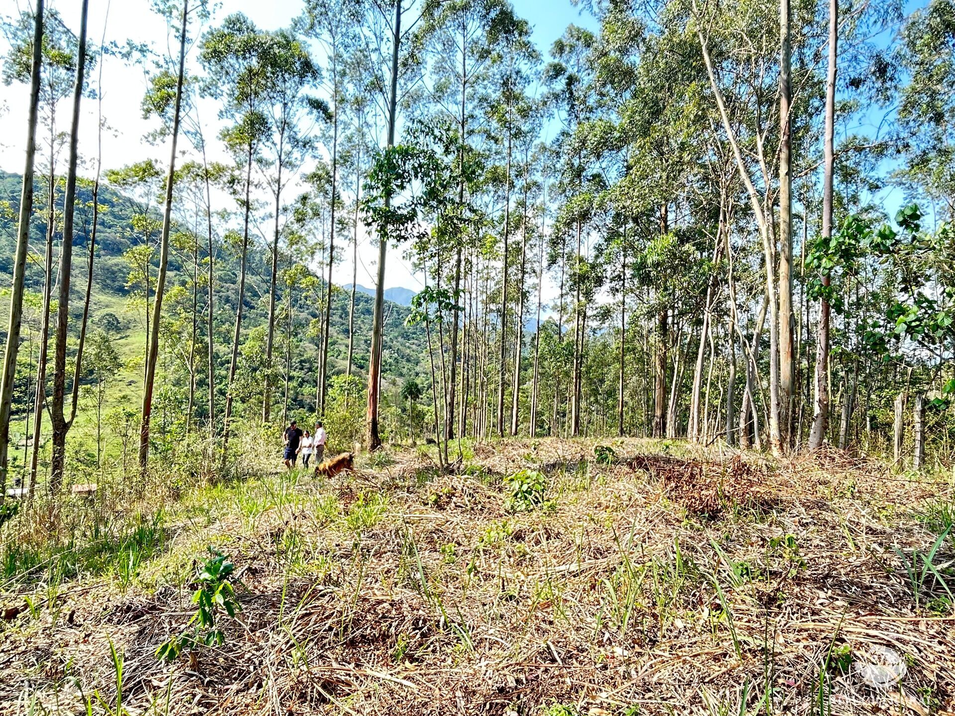 Fazenda à venda com 3 quartos, 20000m² - Foto 10