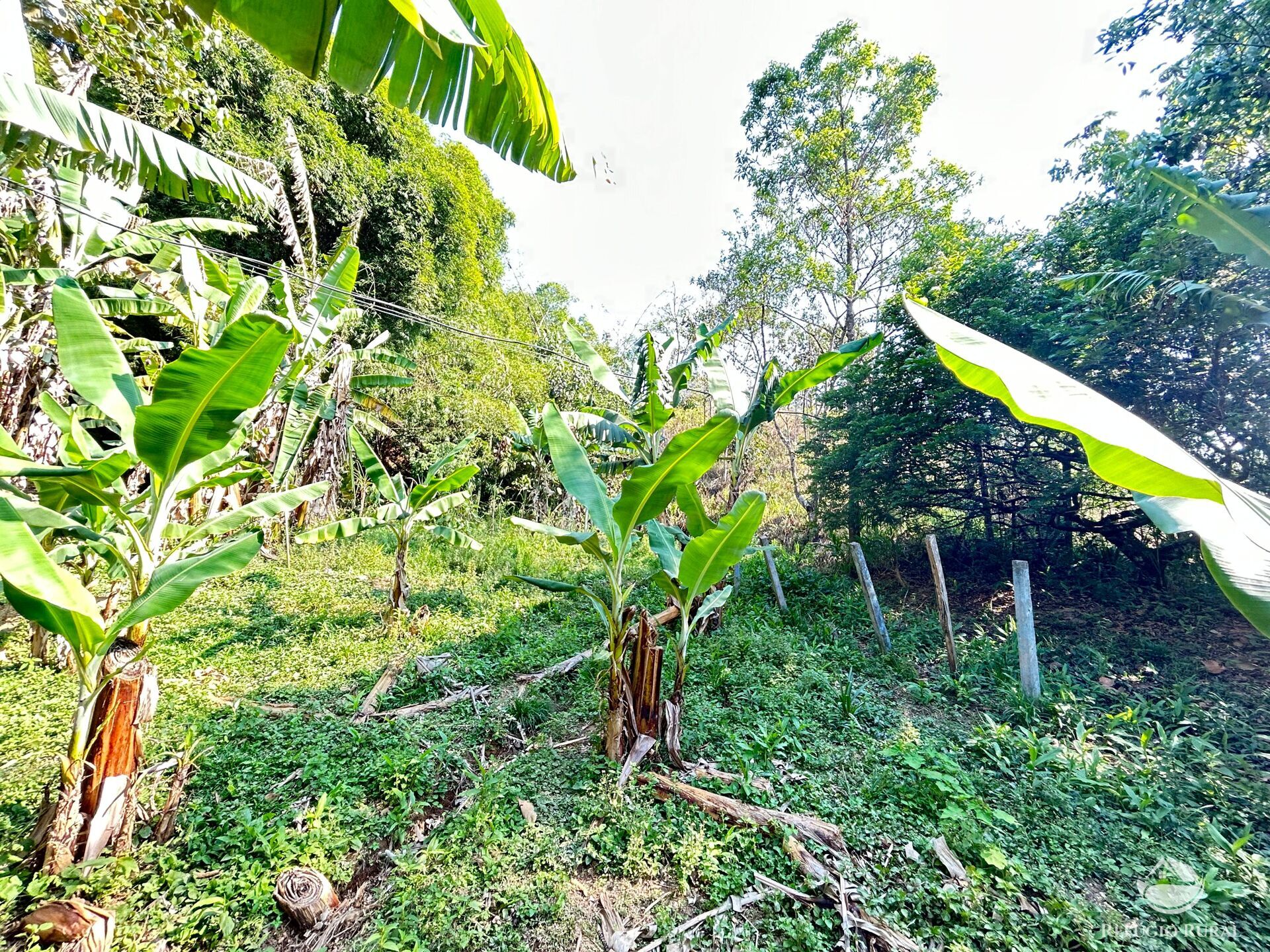 Fazenda à venda com 3 quartos, 20000m² - Foto 41