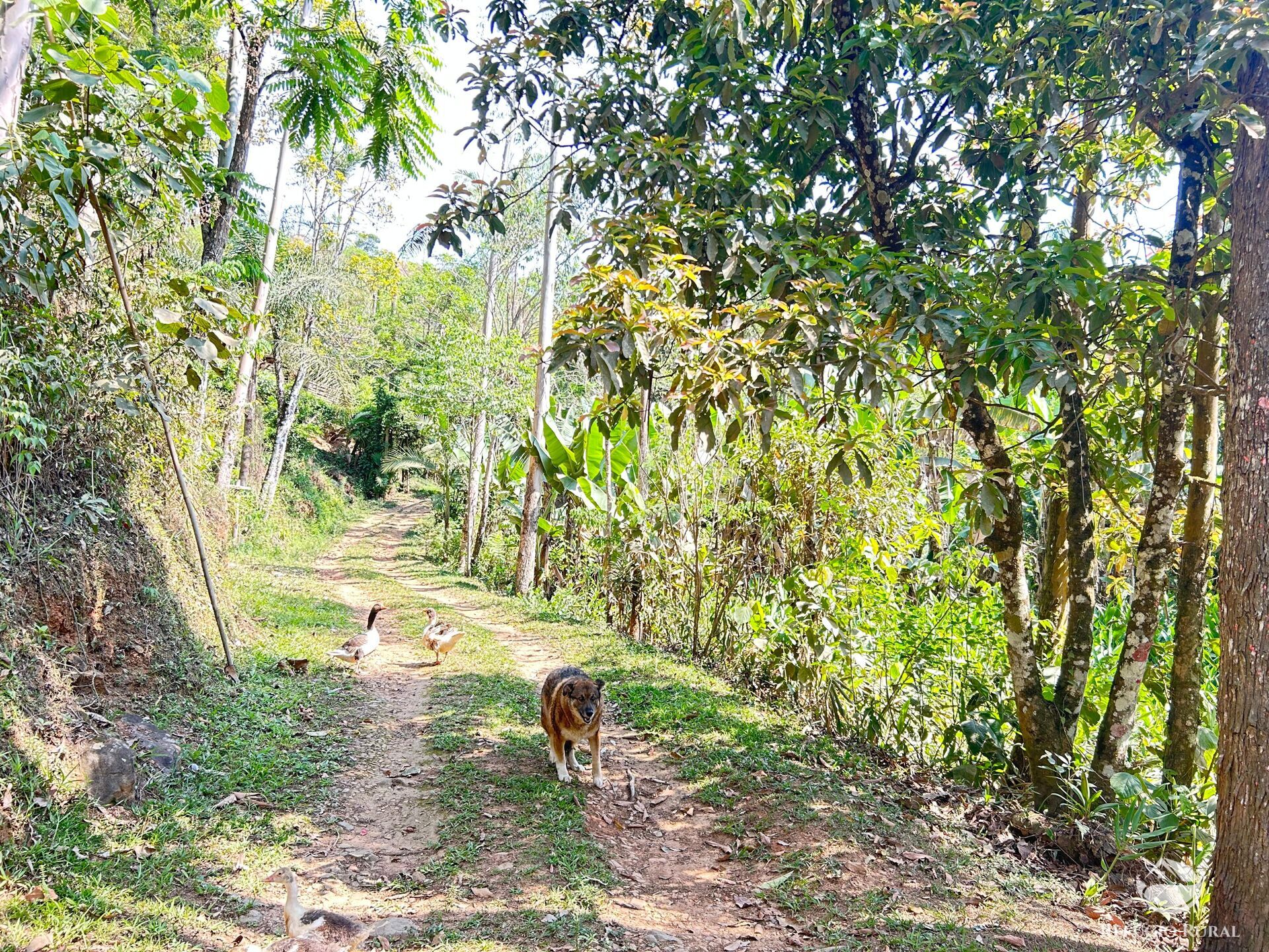 Fazenda à venda com 3 quartos, 20000m² - Foto 15