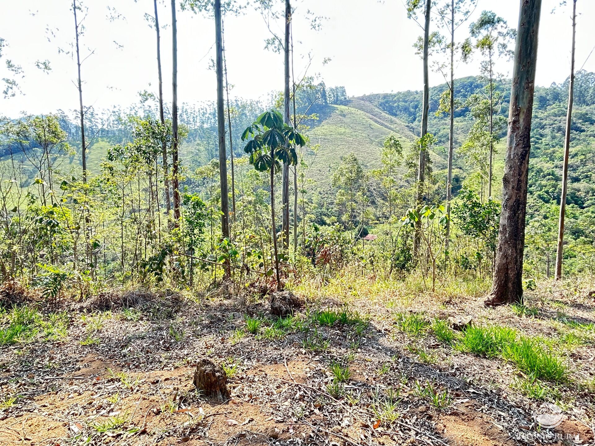 Fazenda à venda com 3 quartos, 20000m² - Foto 23