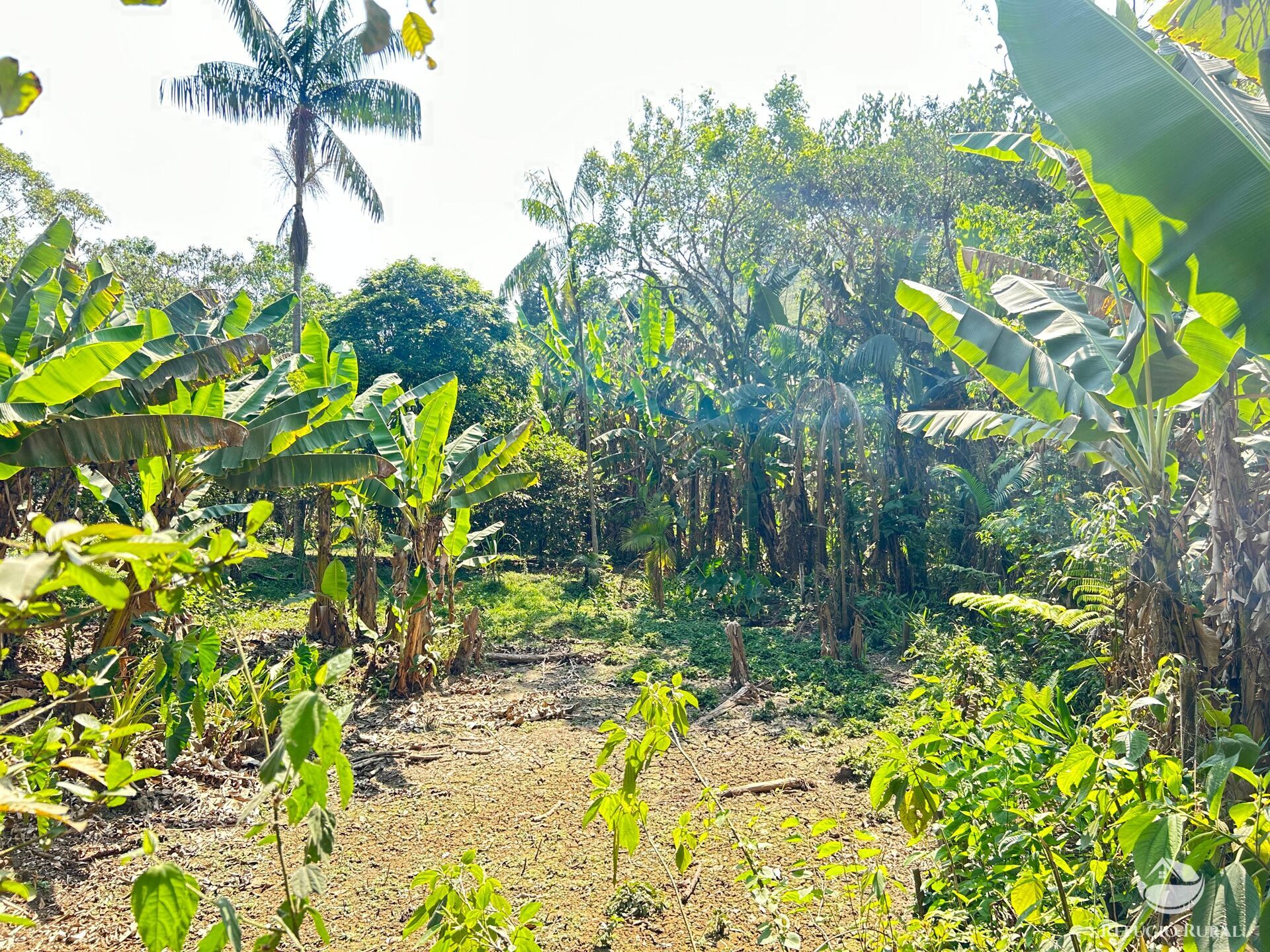 Fazenda à venda com 3 quartos, 20000m² - Foto 17