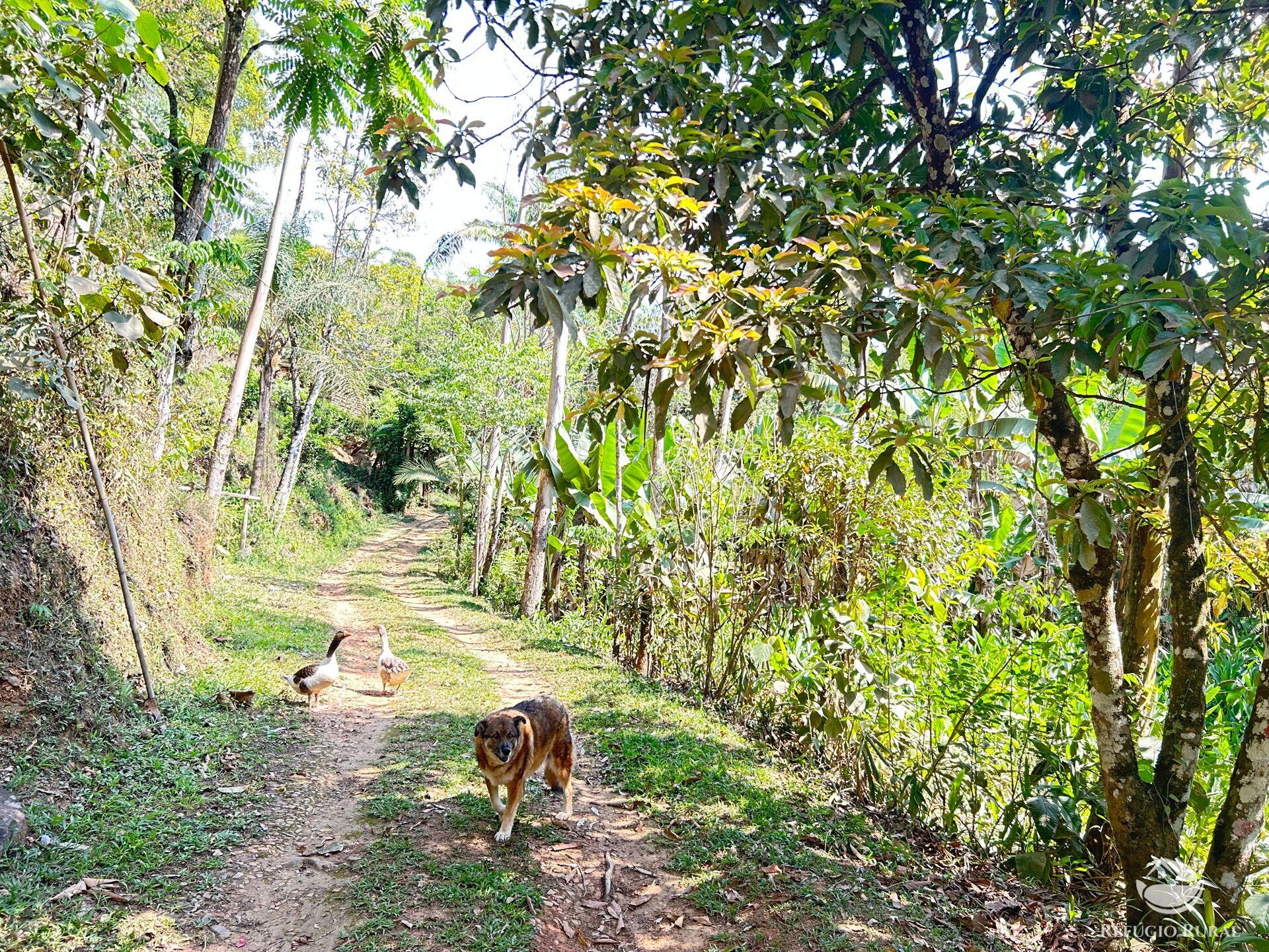 Fazenda à venda com 3 quartos, 20000m² - Foto 14