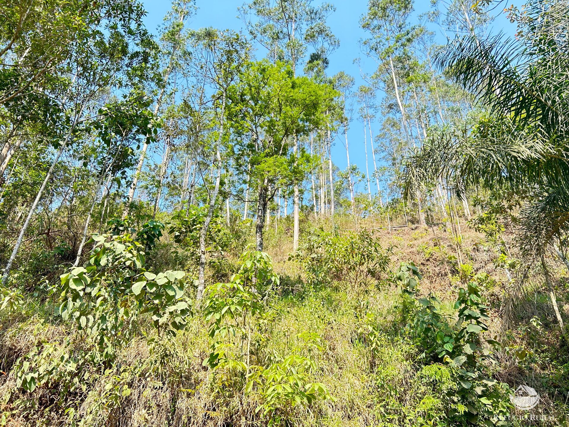 Fazenda à venda com 3 quartos, 20000m² - Foto 43