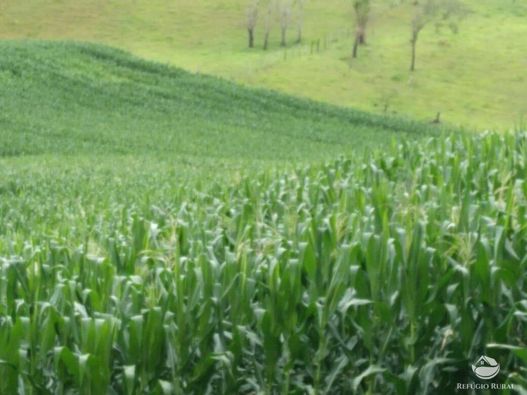 Fazenda à venda com 14 quartos, 923800m² - Foto 4