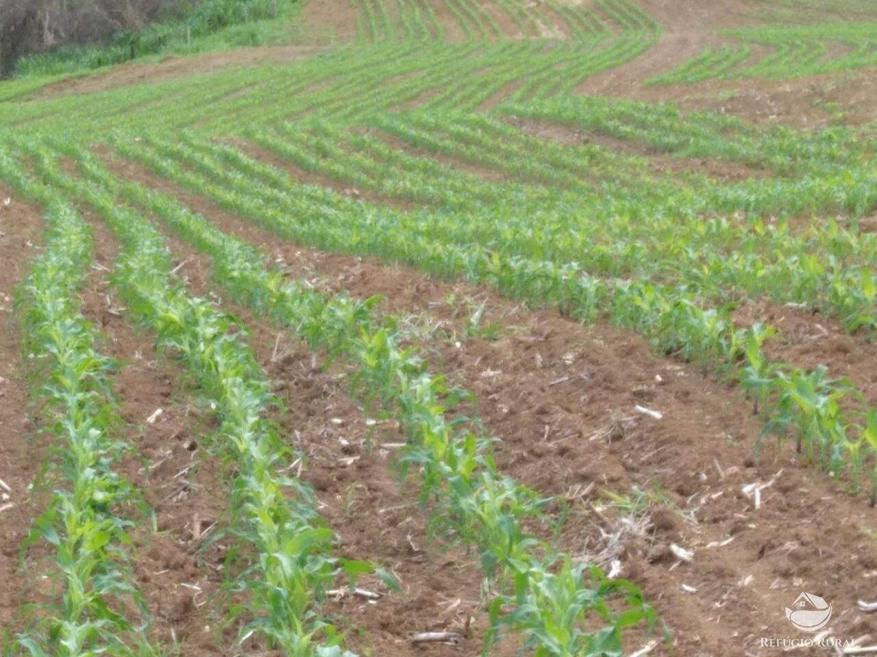 Fazenda à venda com 14 quartos, 923800m² - Foto 5