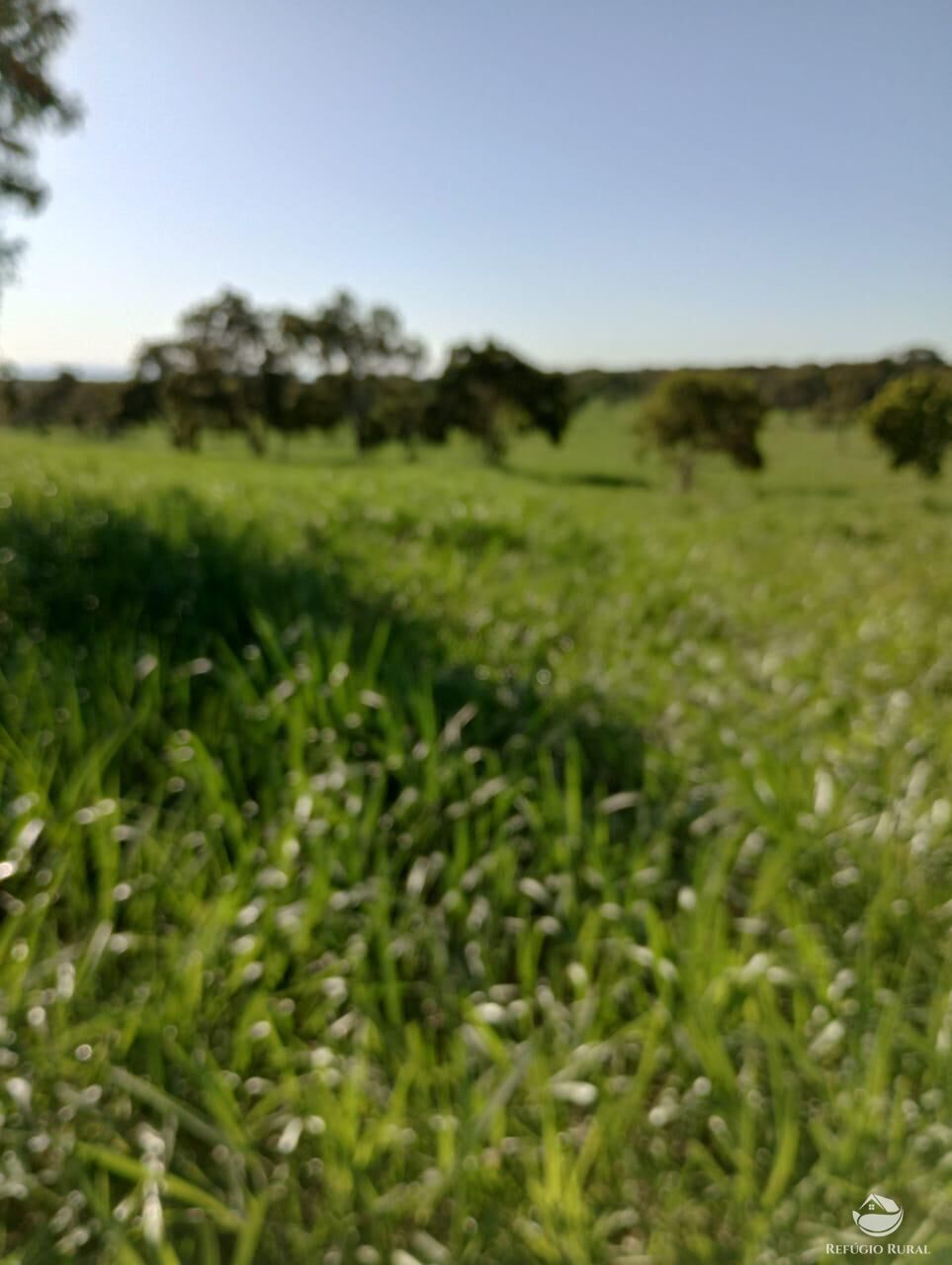 Fazenda à venda com 1 quarto, 8500000m² - Foto 11