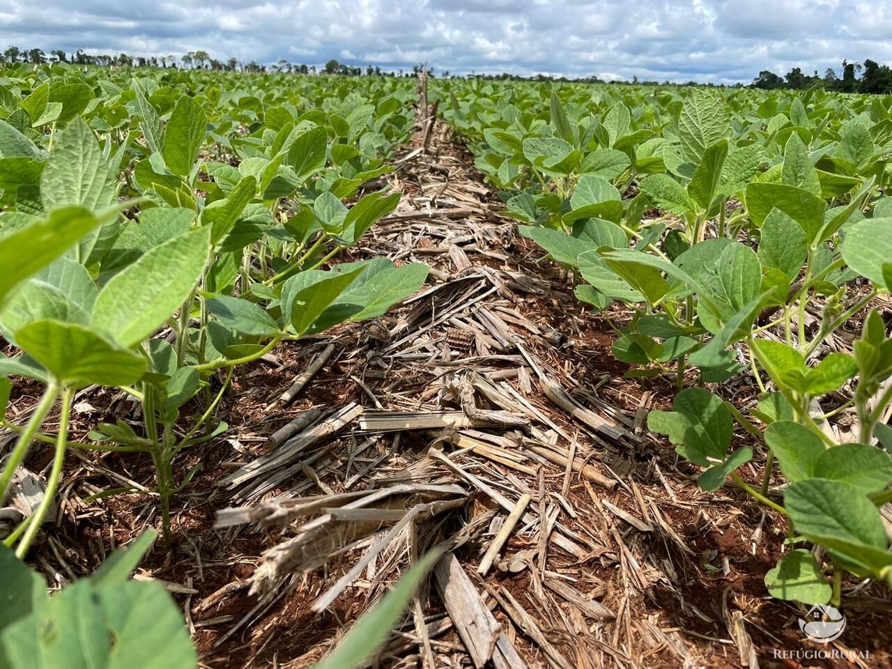 Fazenda à venda com 2 quartos, 18600000m² - Foto 6