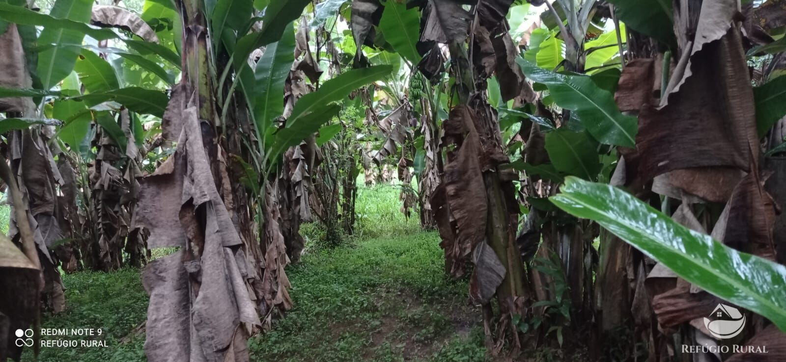 Fazenda à venda com 3 quartos, 40000m² - Foto 19