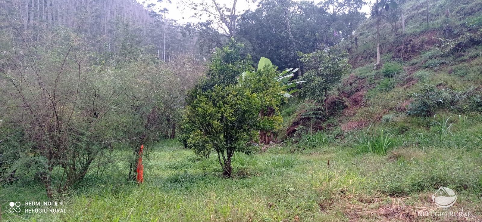 Fazenda à venda com 3 quartos, 40000m² - Foto 3